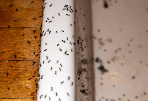 Best Wasp Removal Services  in Upper Saddle River, NJ