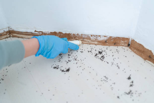 Best Termite Control Services  in Upper Saddle River, NJ